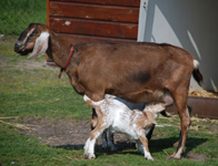 agathahoeve